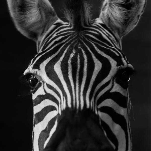 Photograph Gert Van Den Bosch I Stare on One Eyeland